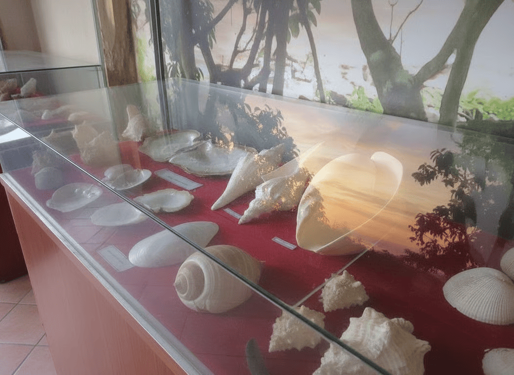 The shell collection showcases a variety of marine mollusks, offering insight into the rich biodiversity of Phu Quoc's coastal waters